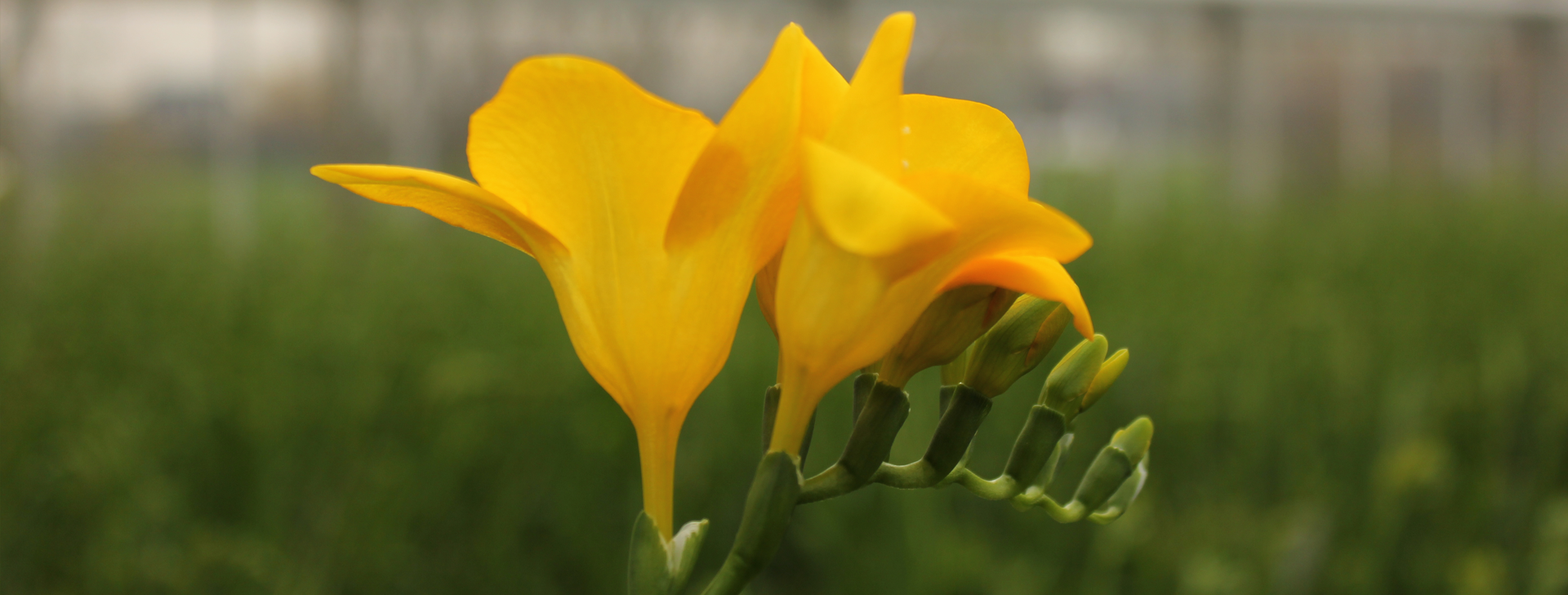 Freesia Geel