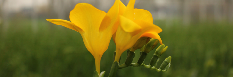 DE FREESIA STAAT VOOR 
DUURZAME VRIENDSCHAP