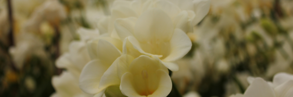 BEHOUD UW FREESIA'S 
LANGER MET ONZE BEHANDELTIPS